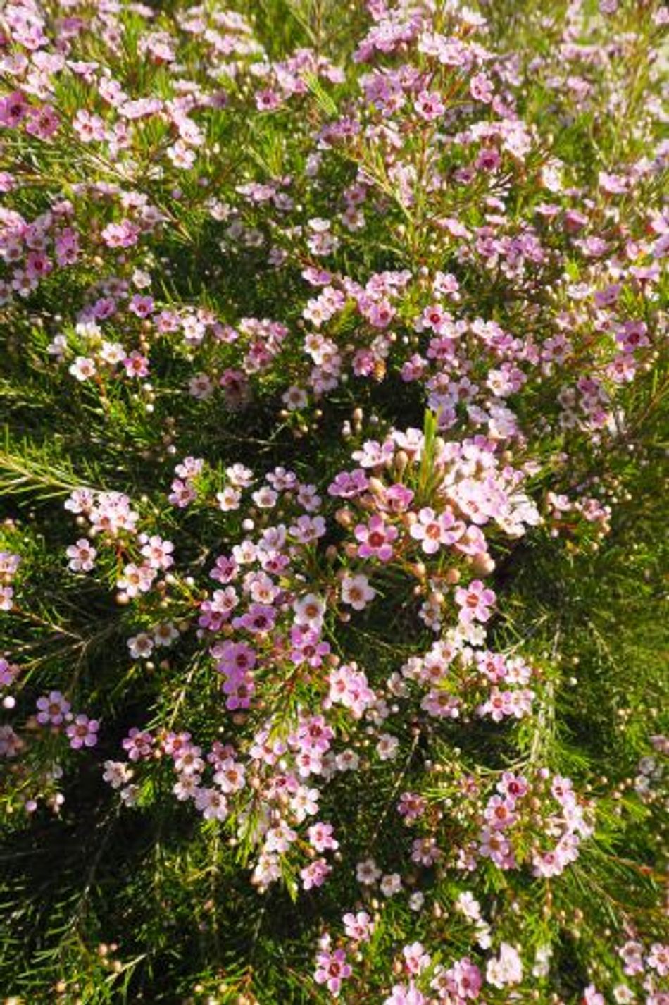 CHAMELAUCIUM CHA CHA - WAXFLOWER