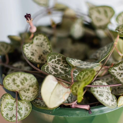 CEROPEGIA WOODII 'CHAIN OF HEARTS' Sydney's Plant Market