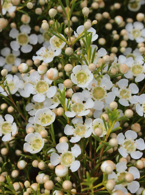 CHAMELACIUM ICE QUEEN - WAXFLOWER