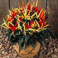 CHILLI MEDUSA Sydney's Plant Market
