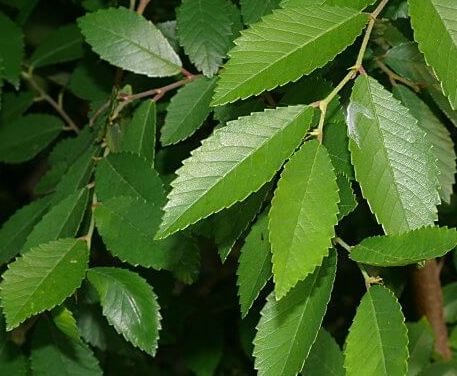 ULMUS CHINENSIS PARVIFOLIA - CHINESE ELM