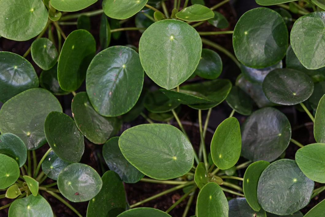 PILEA PEPEROMIODES 'CHINESE MONEY PLANT'