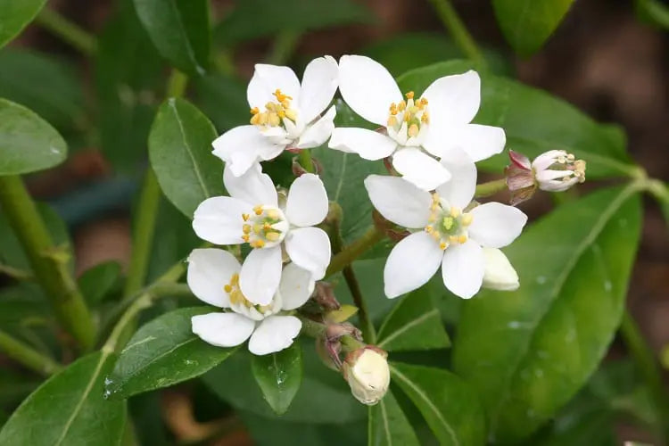 CHOISYA TERNATA MEXICAN ORANGE BLOSSOM