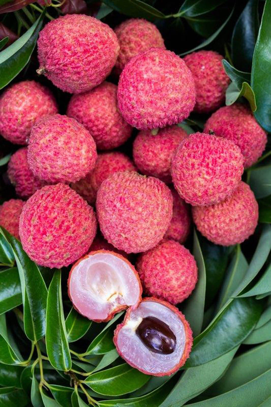 LYCHEE CHOM PO GO