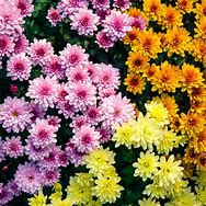 CHRYSANTHEMUM MIXED 140MM Sydney's Plant Market
