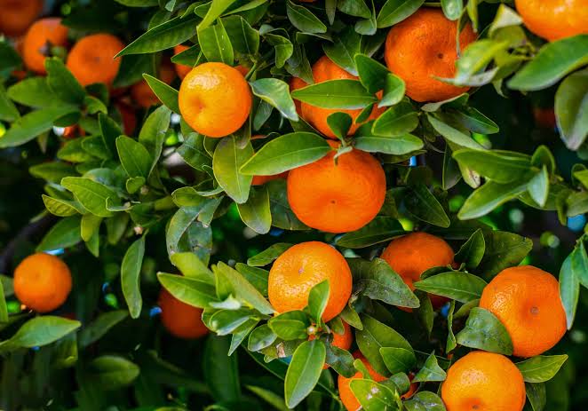 CLEMENTINE MANDARIN Sydney's Plant Market