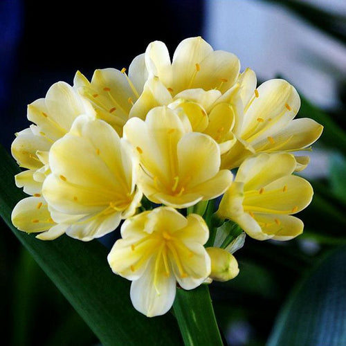 Clivia Miniata - Yellow Sydney's Plant Market