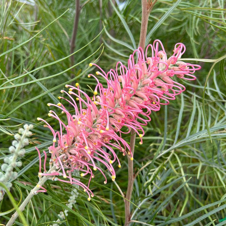 GREVILLEA COASTAL PRESTIGE