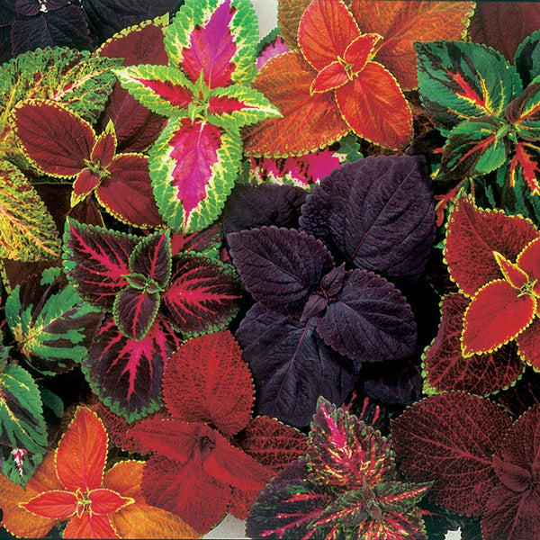 COLEUS - ASSORTED COLOURS Sydney's Plant Market