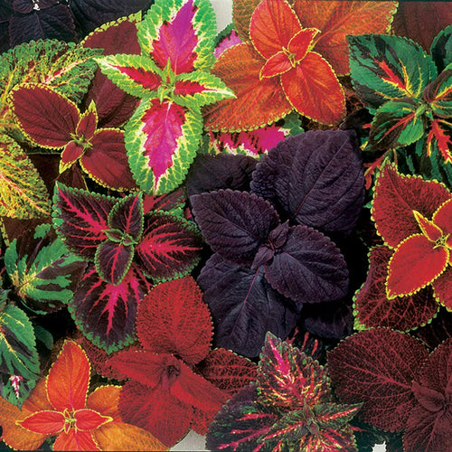 COLEUS - ASSORTED COLOURS Sydney's Plant Market