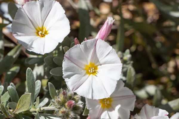 CONVOLVULUS CNEORUM SILVERBUSH