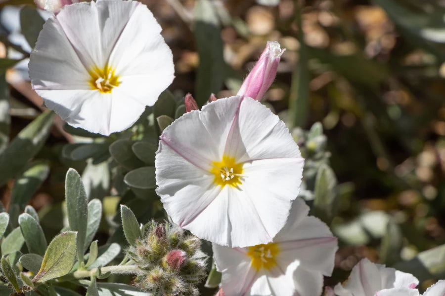 CONVOLVULUS CNEORUM SILVERBUSH