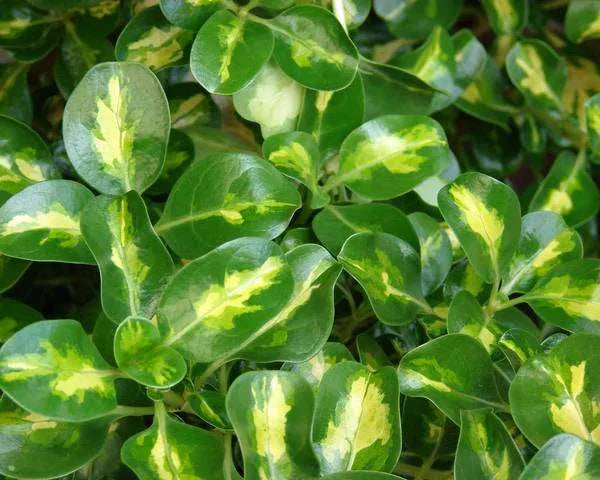 COPROSMA GREEN AND GOLD Sydney's Plant Market