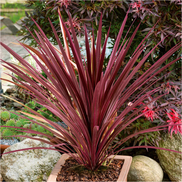 CORDYLINE RED STAR - 200MM