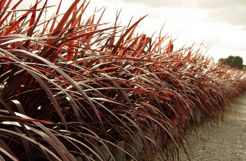 CORDYLINE AUSTRALIS RED CHOCOLATE 200MM Sydney's Plant Market