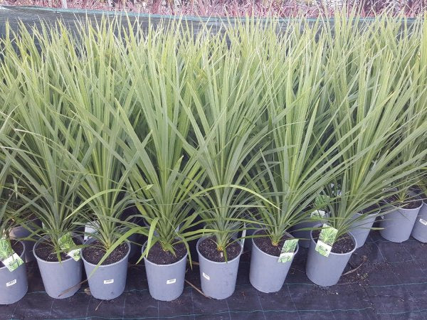 Cordyline Australis Kasper Green