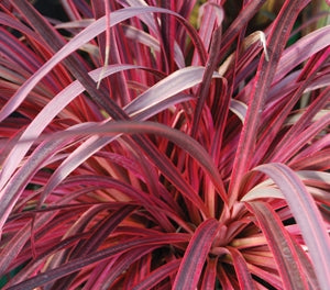 CORDYLINE SALSA Sydney's Plant Market