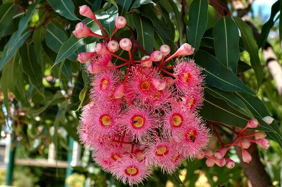 CORYMBIA SUMMER BEAUTY