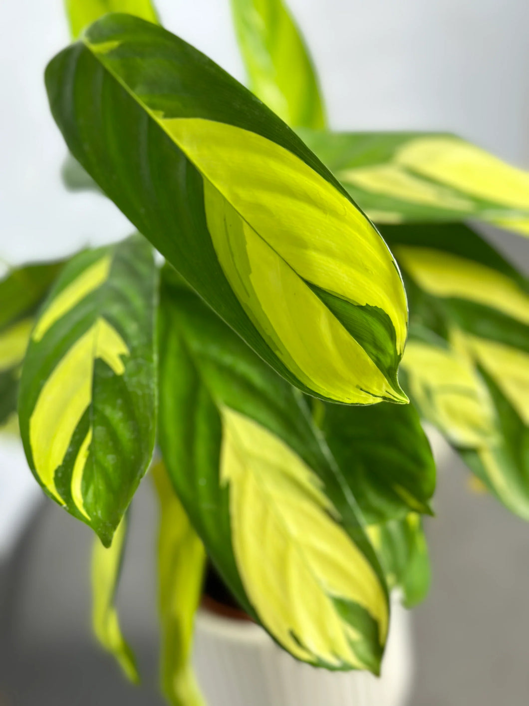 Ctenanthe Lubbersiana Golden Mosaic