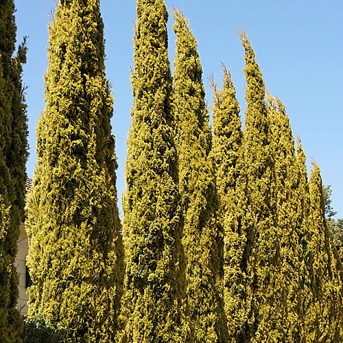 CUPRESSUS SEMPERVIRENS SWANES GOLD Sydney's Plant Market