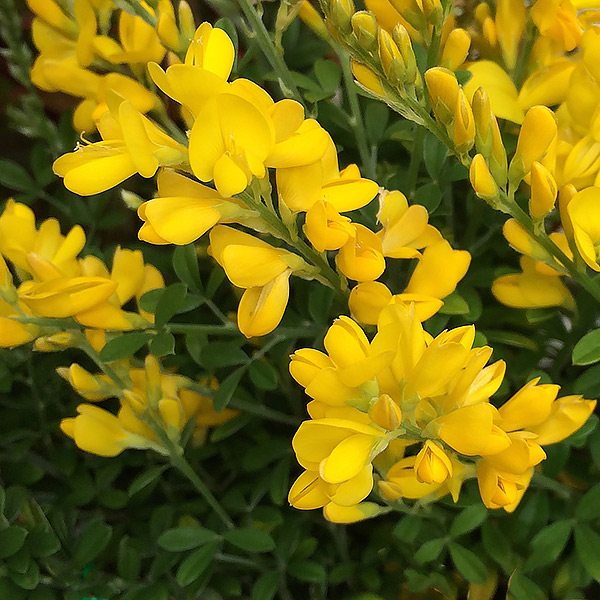CYTISUS RACEMOSUS DWARF GENISTA
