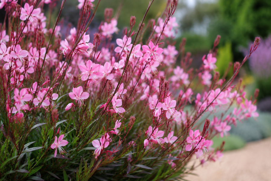 GAURA PINK
