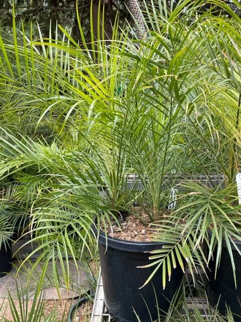 PHOENIX ROEBELENII DWARF DATE PALM Sydney's Plant Market