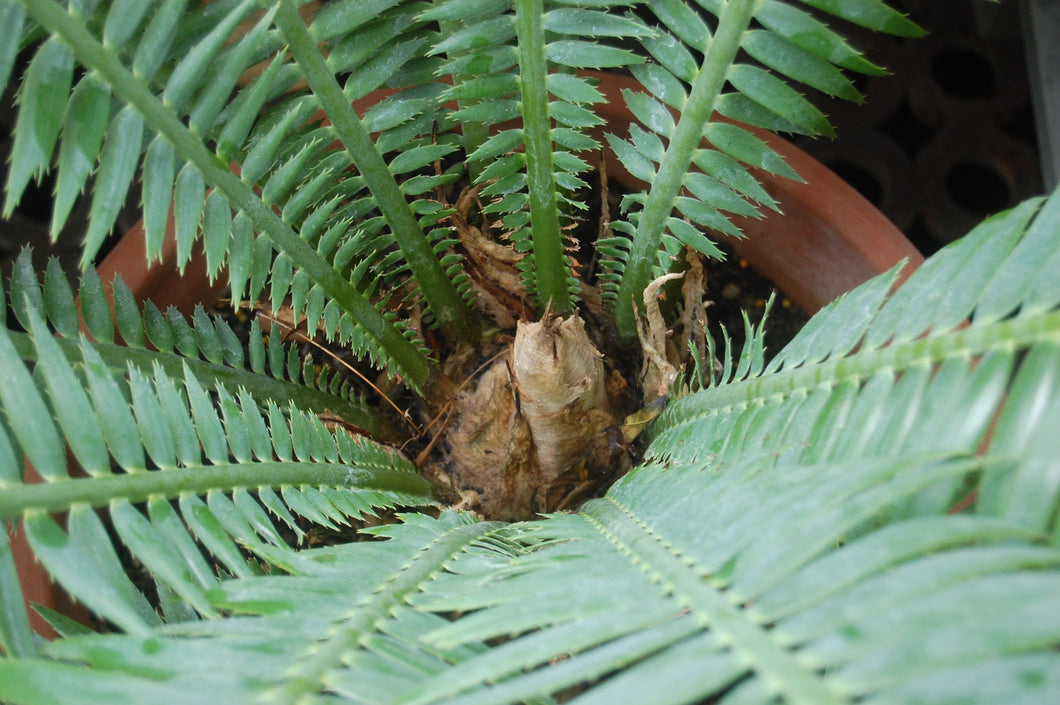 DIOON SPINULOSUM