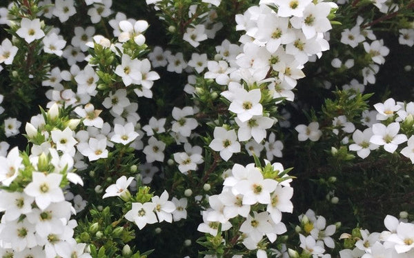 COLEONEMA BRILLIANT WHITE - DIOSMA Sydney's Plant Market