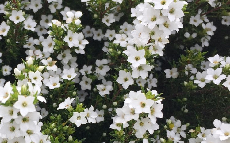 COLEONEMA BRILLIANT WHITE - DIOSMA Sydney's Plant Market