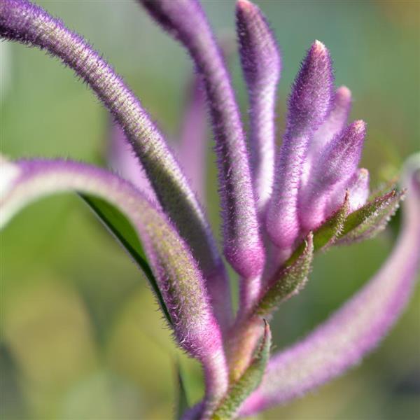 ANIGOZANTHOS 'CELEB CARNIVAL'