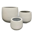 DRACAENA WHITE POT