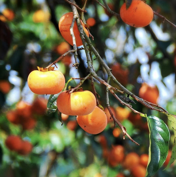 PERSIMMON - JIRO