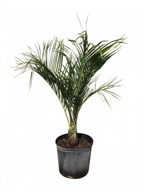 DYPSIS DECARYI