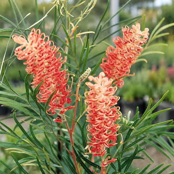 GREVILLEA COASTAL DAWN
