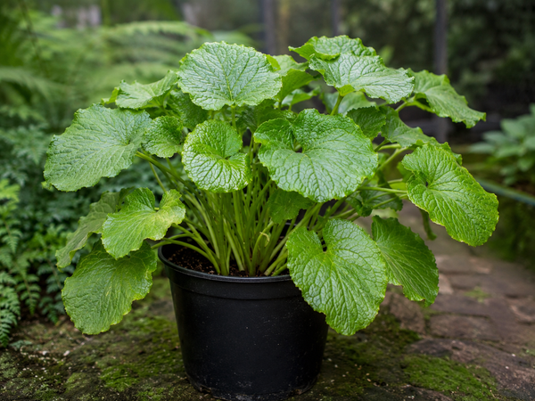 WASABIA JAPONICA - WASABI GREEN THUMB