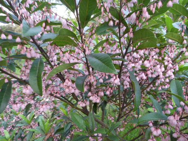 ELEOCARPUS RETICULATUS 'BLUEBERRY ASH' Sydney's Plant Market