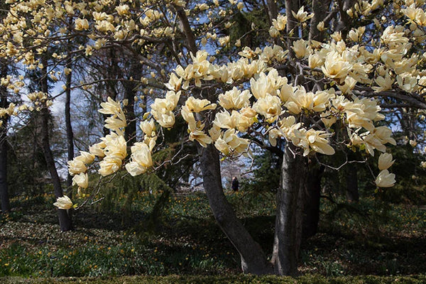MAGNOLIA 'ELIZABETH'