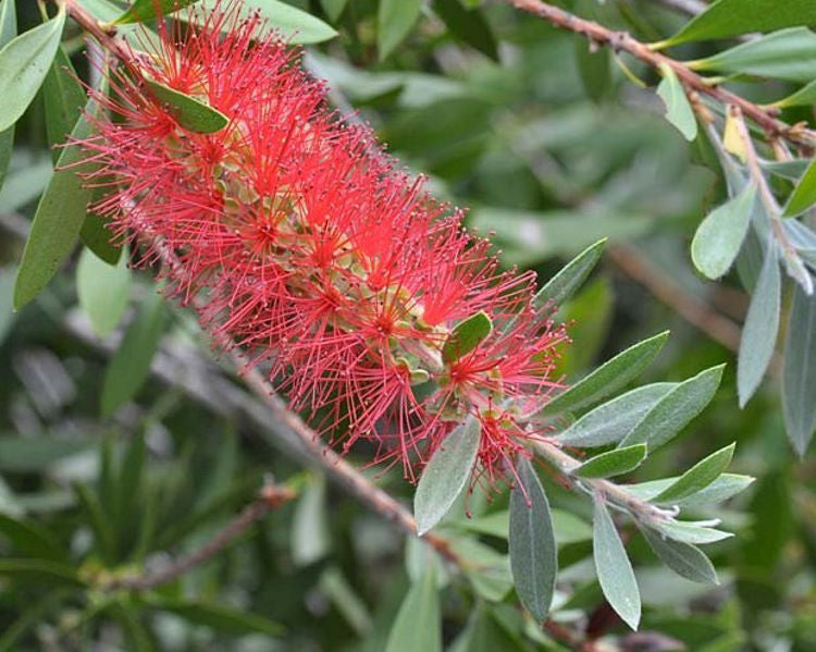 Callistemon Endeavour