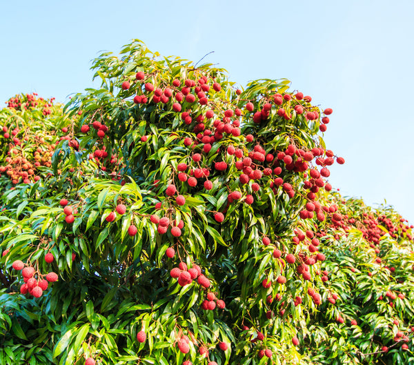 LYCHEE ERDON LEE Sydney's Plant Market