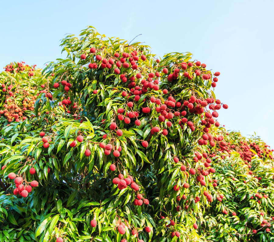 LYCHEE ERDON LEE Sydney's Plant Market