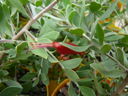 Erremophila Glabra Red