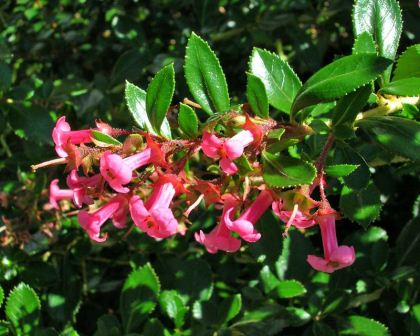 Escallonia Macra Rubra Sydney's Plant Market