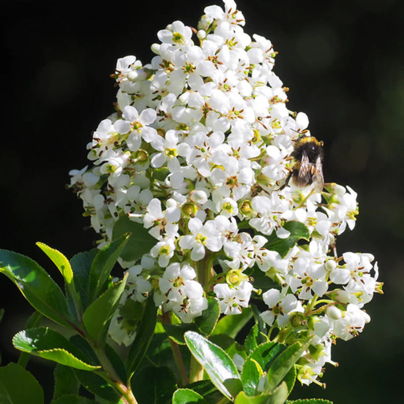 ESCALLONIA IVEYII