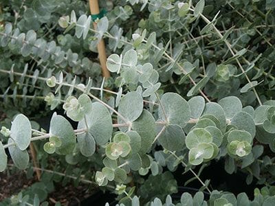 EUCALYPTUS BABY BLUE Sydney's Plant Market