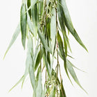 EUCALYPTUS SEED HANGING BUSH Sydney's Plant Market