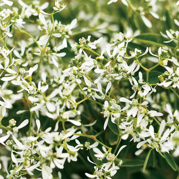 EUPHORBIA HYPERICIFOLIA WHITE