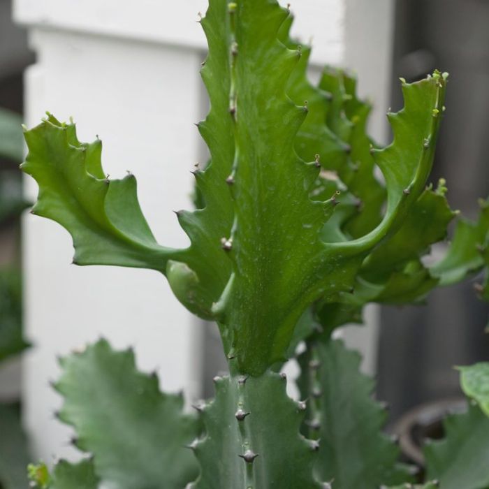 EUPHORBIA COWBOY CACTUS