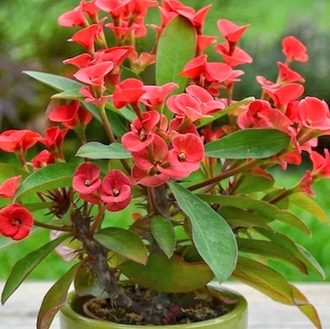 EUPHORBIA MILLI CROWN OF THORNS