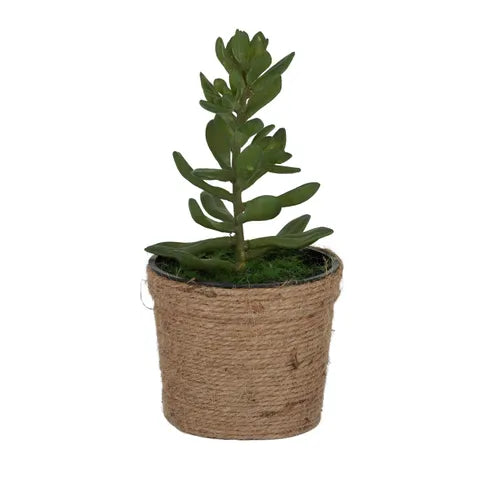 SUCCULENT 20CM W ROPE POT 10X8CM GREEN